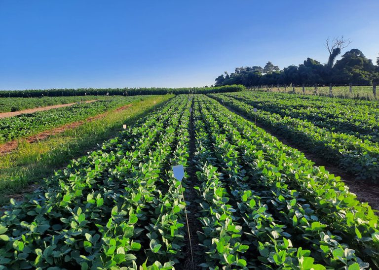 Dejetos suínos podem substituir fertilizantes importados
